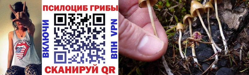 где купить наркоту  Южноуральск  blacksprut рабочий сайт  Псилоцибиновые грибы Psilocybine cubensis 